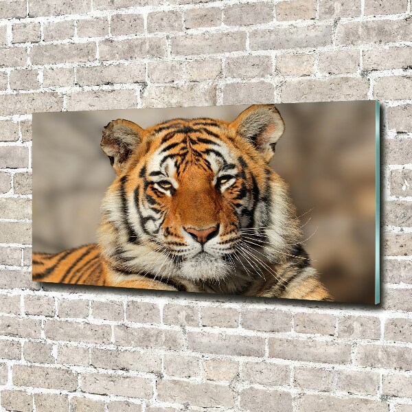 Wall art on glass Bengal tiger