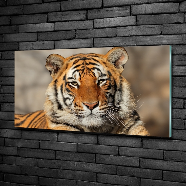 Wall art on glass Bengal tiger