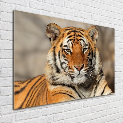 Wall art on glass Bengal tiger