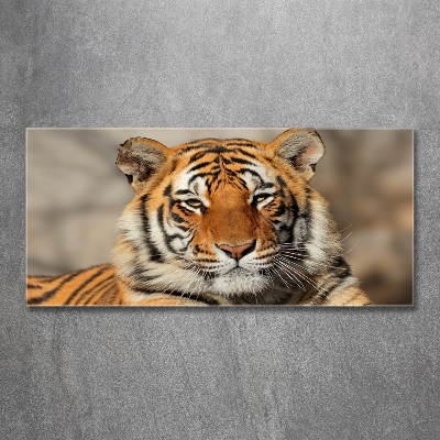 Wall art on glass Bengal tiger