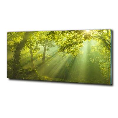 Glass art print Forest in the sun