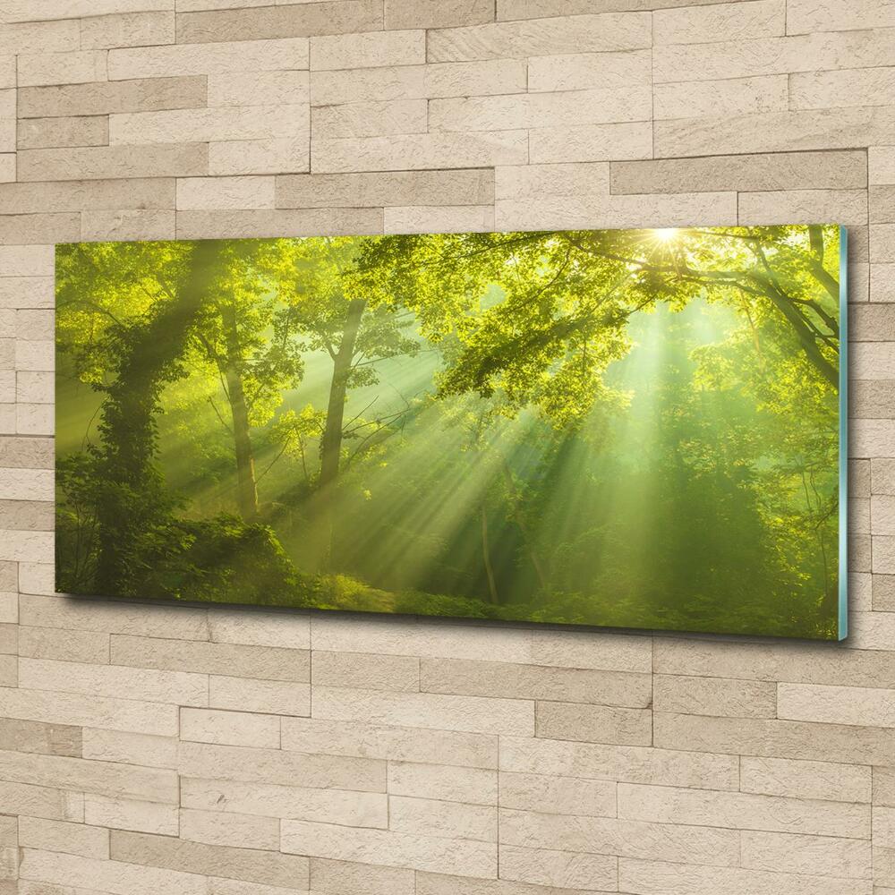 Glass art print Forest in the sun