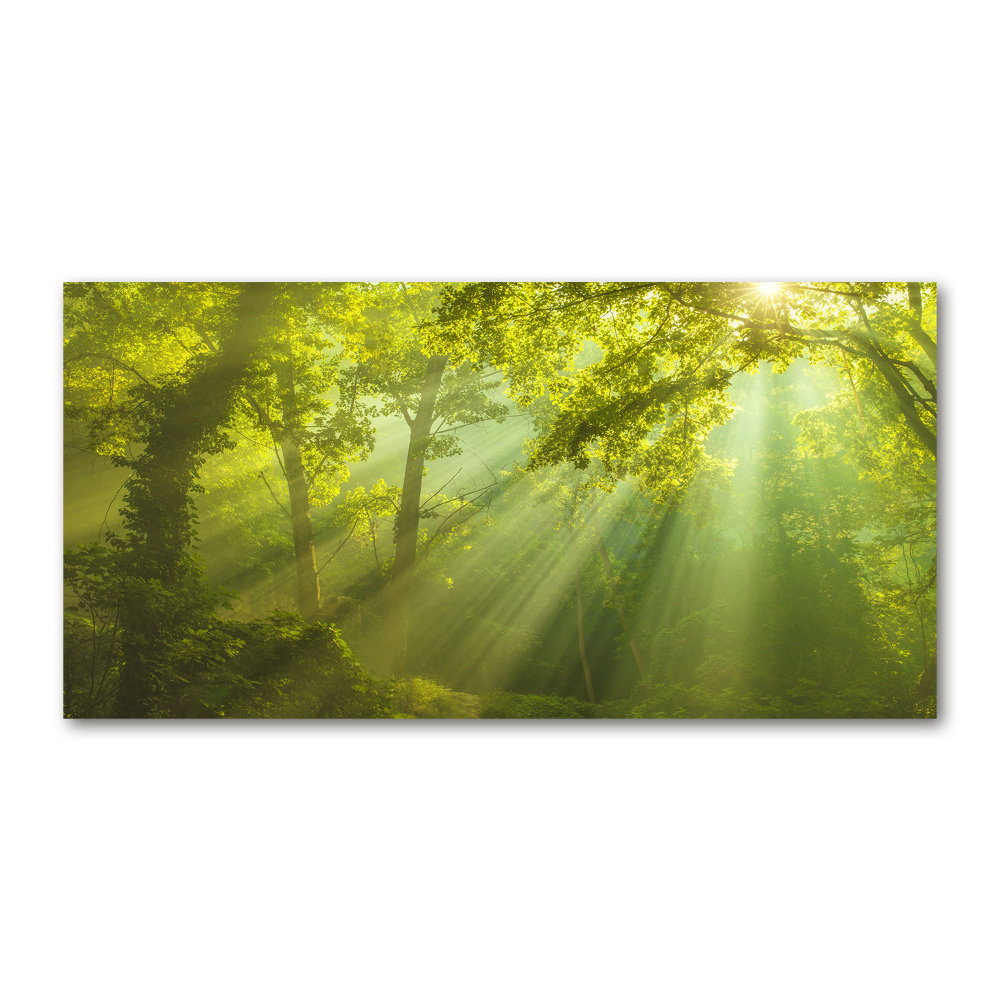 Glass art print Forest in the sun