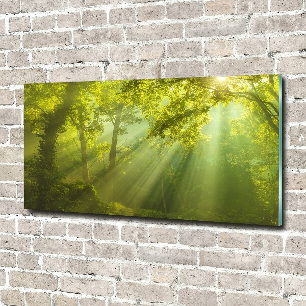 Glass art print Forest in the sun