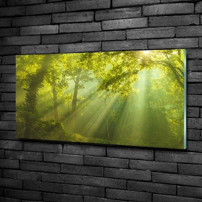 Glass art print Forest in the sun