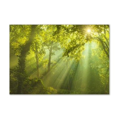 Glass art print Forest in the sun