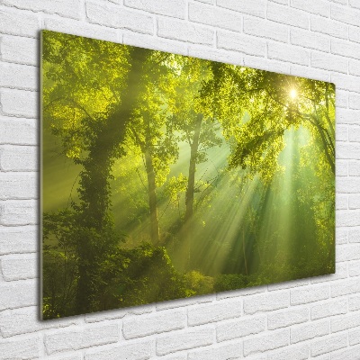 Glass art print Forest in the sun