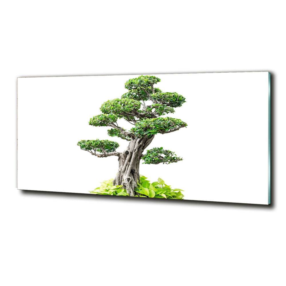 Glass wall art Bonsai tree