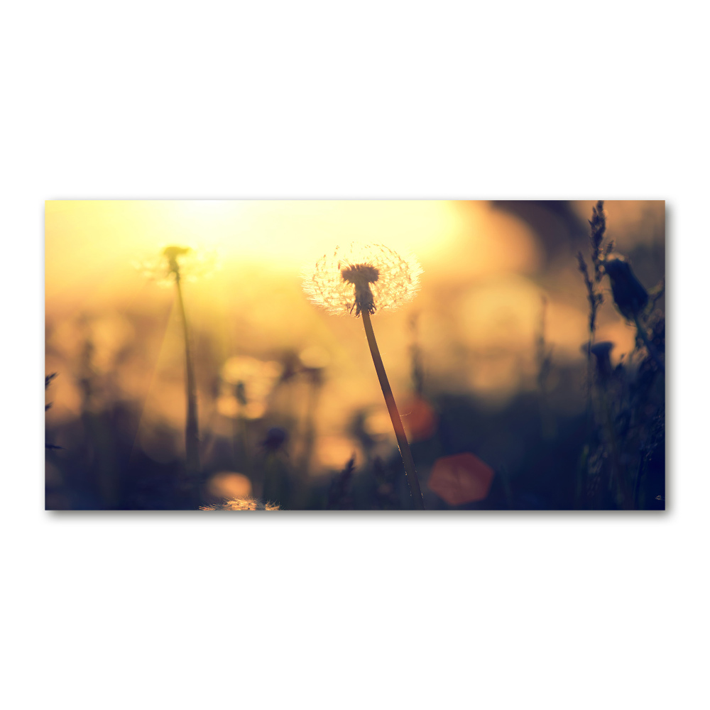 Glass wall art Dandelion