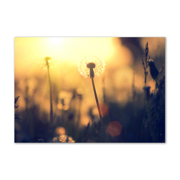 Glass wall art Dandelion