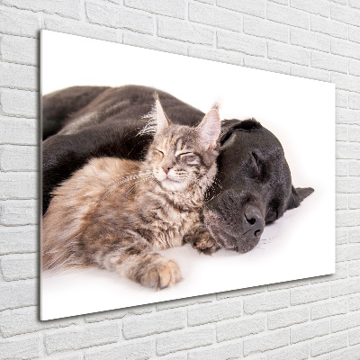 Glass art print Dog with a cat