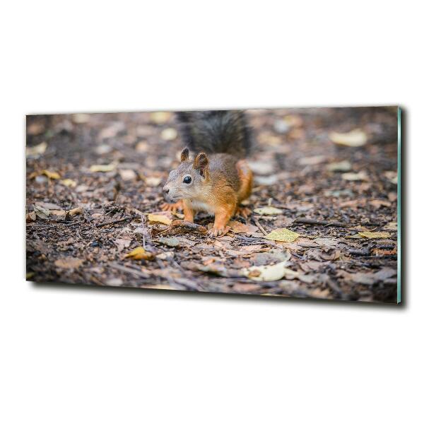 Glass art print Squirrel