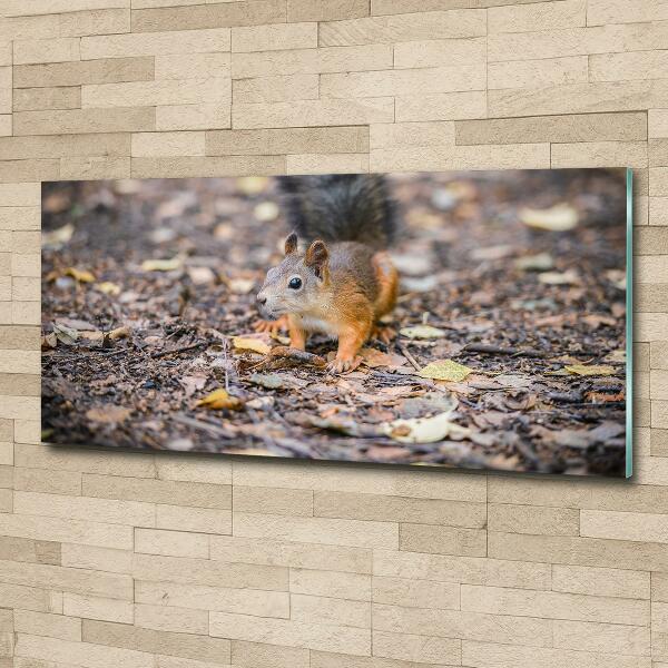 Glass art print Squirrel