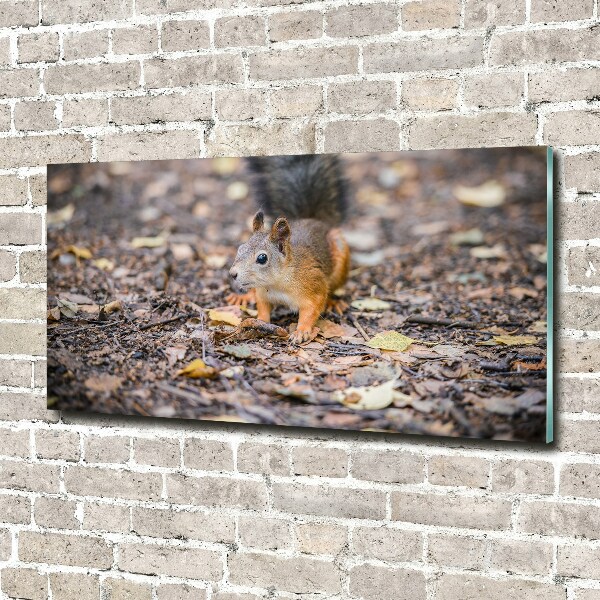 Glass art print Squirrel