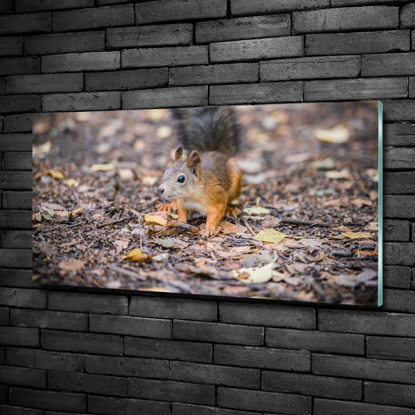 Glass art print Squirrel