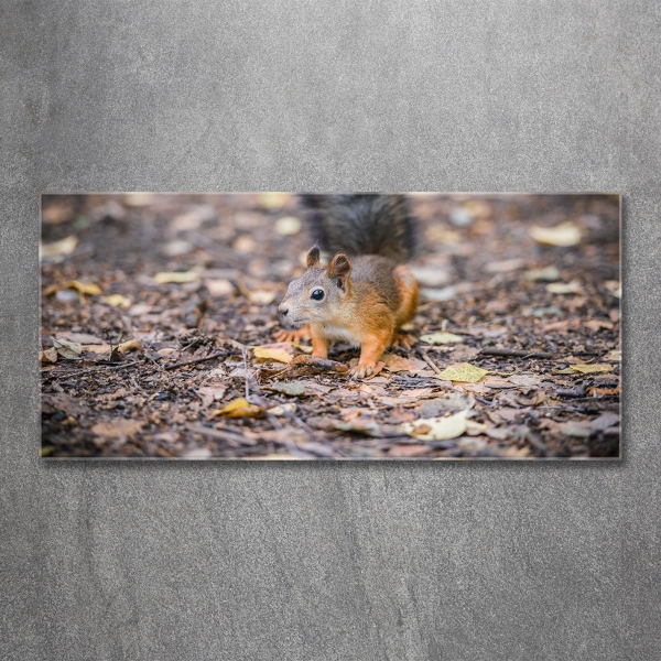 Glass art print Squirrel