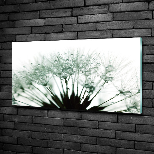 Wall art on glass Dandelion seeds