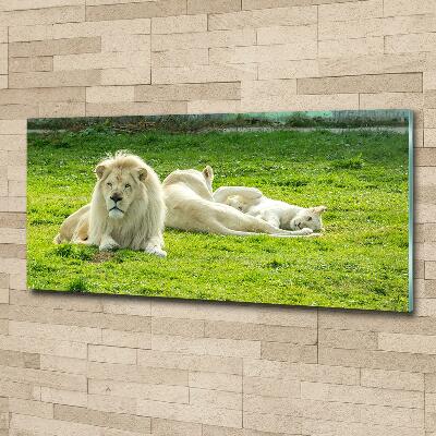 Wall art on glass Beige lions