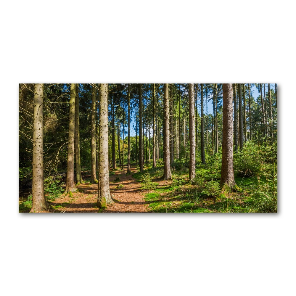 Photo printed on glass Panorama of the forest