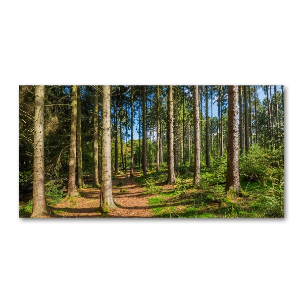 Photo printed on glass Panorama of the forest