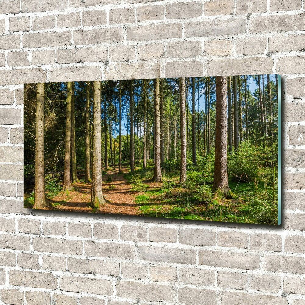 Photo printed on glass Panorama of the forest