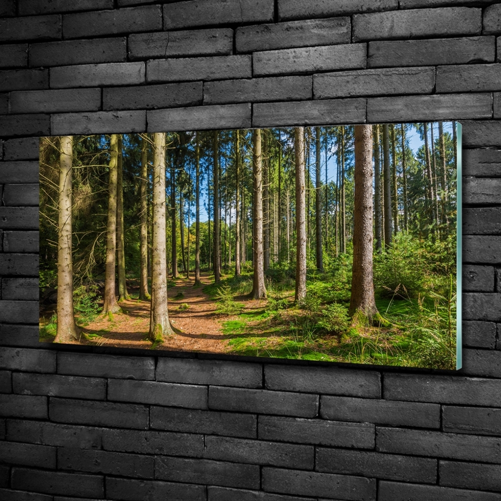 Photo printed on glass Panorama of the forest