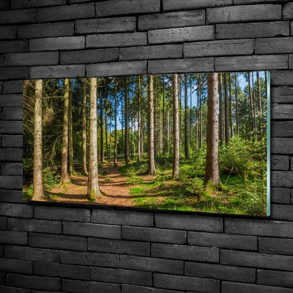 Photo printed on glass Panorama of the forest