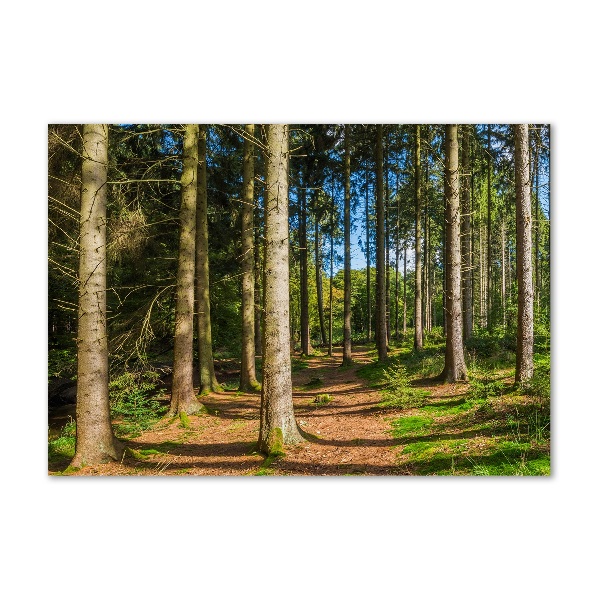 Photo printed on glass Panorama of the forest