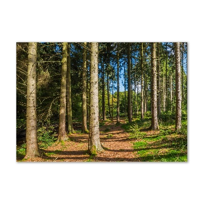 Photo printed on glass Panorama of the forest