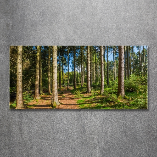 Photo printed on glass Panorama of the forest