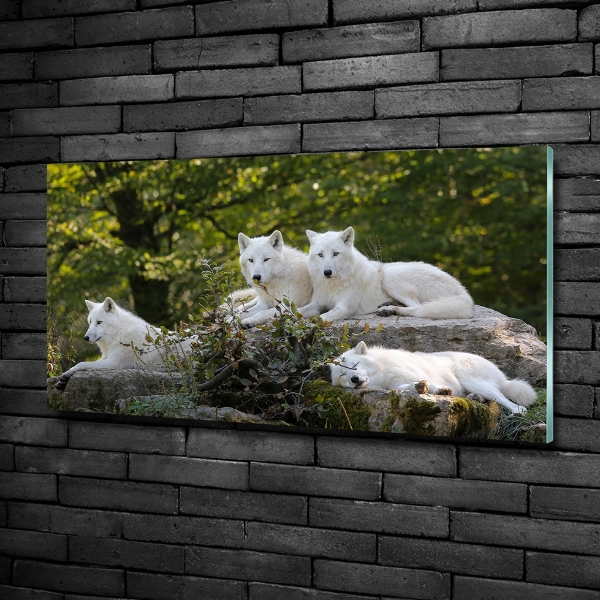 Glass wall art White wolves rock