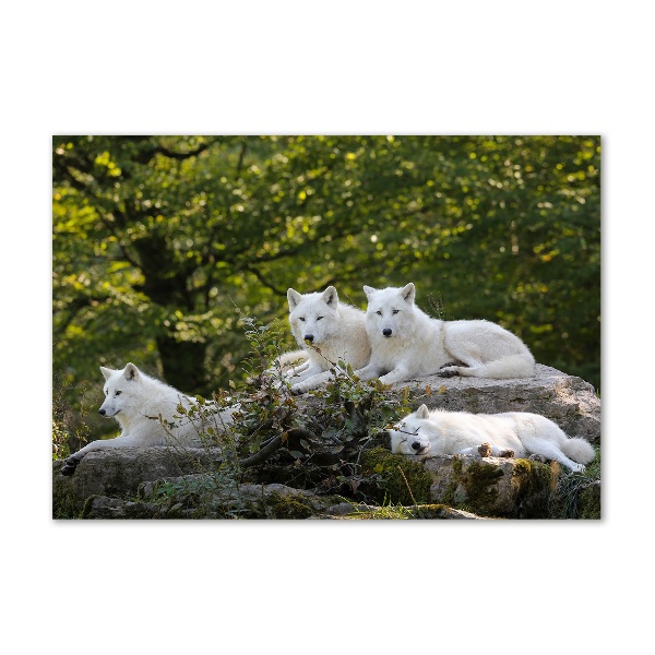 Glass wall art White wolves rock