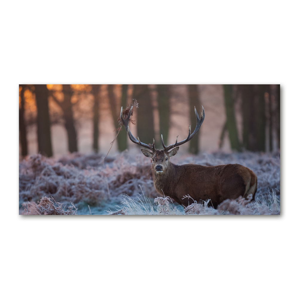 Wall art on glass Deer about the east