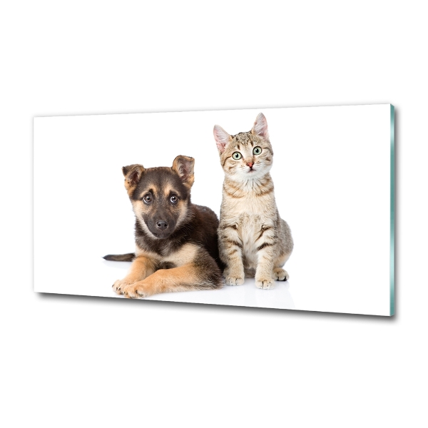 Dog and cat
