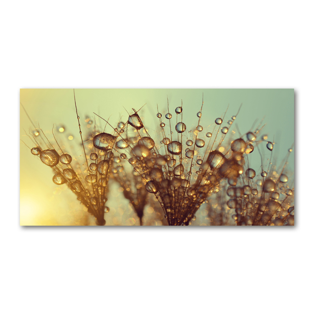 Glass art print Dandelion seeds