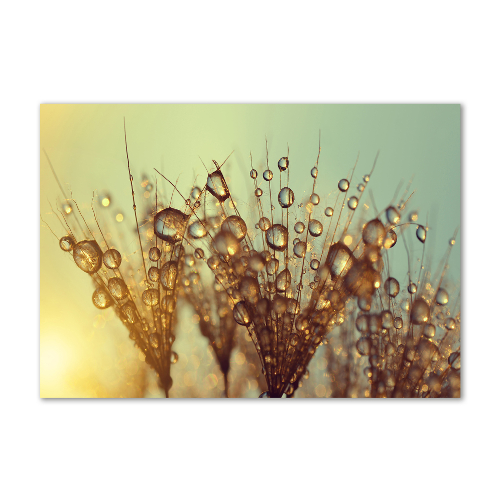 Glass art print Dandelion seeds