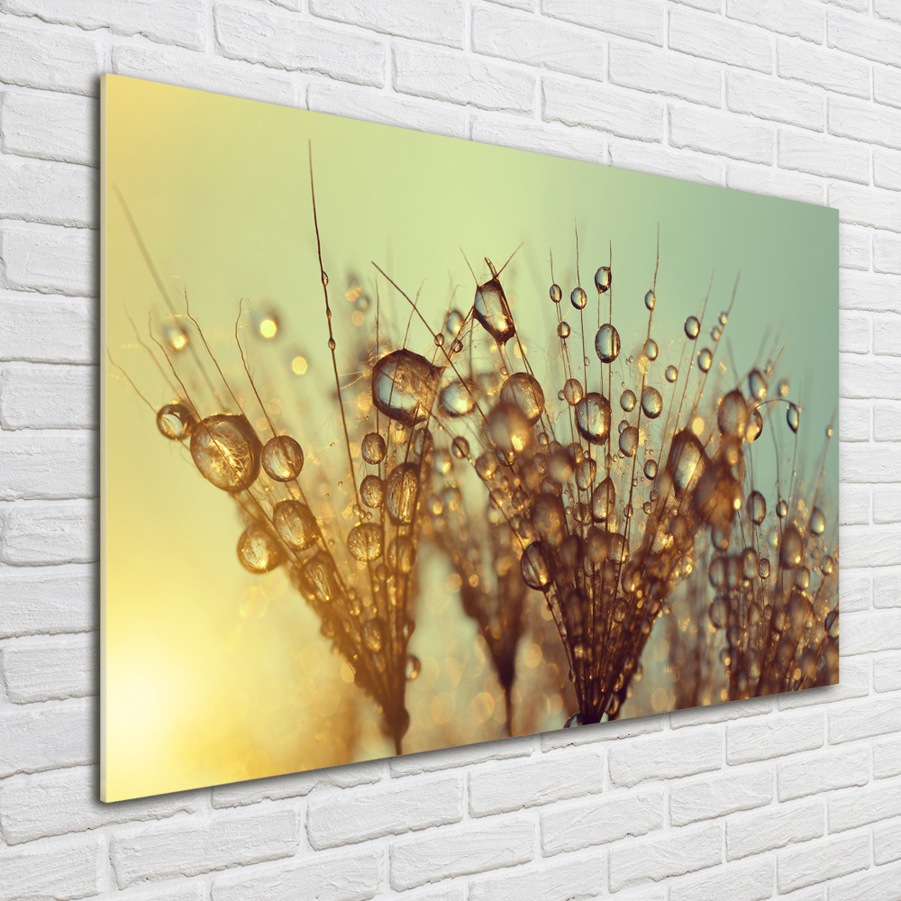 Glass art print Dandelion seeds