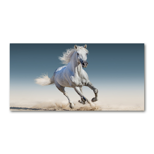 Glass art print White horse at a gallop