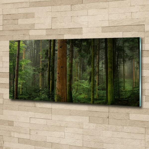 Photo printed on glass Fog in the forest