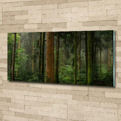 Photo printed on glass Fog in the forest