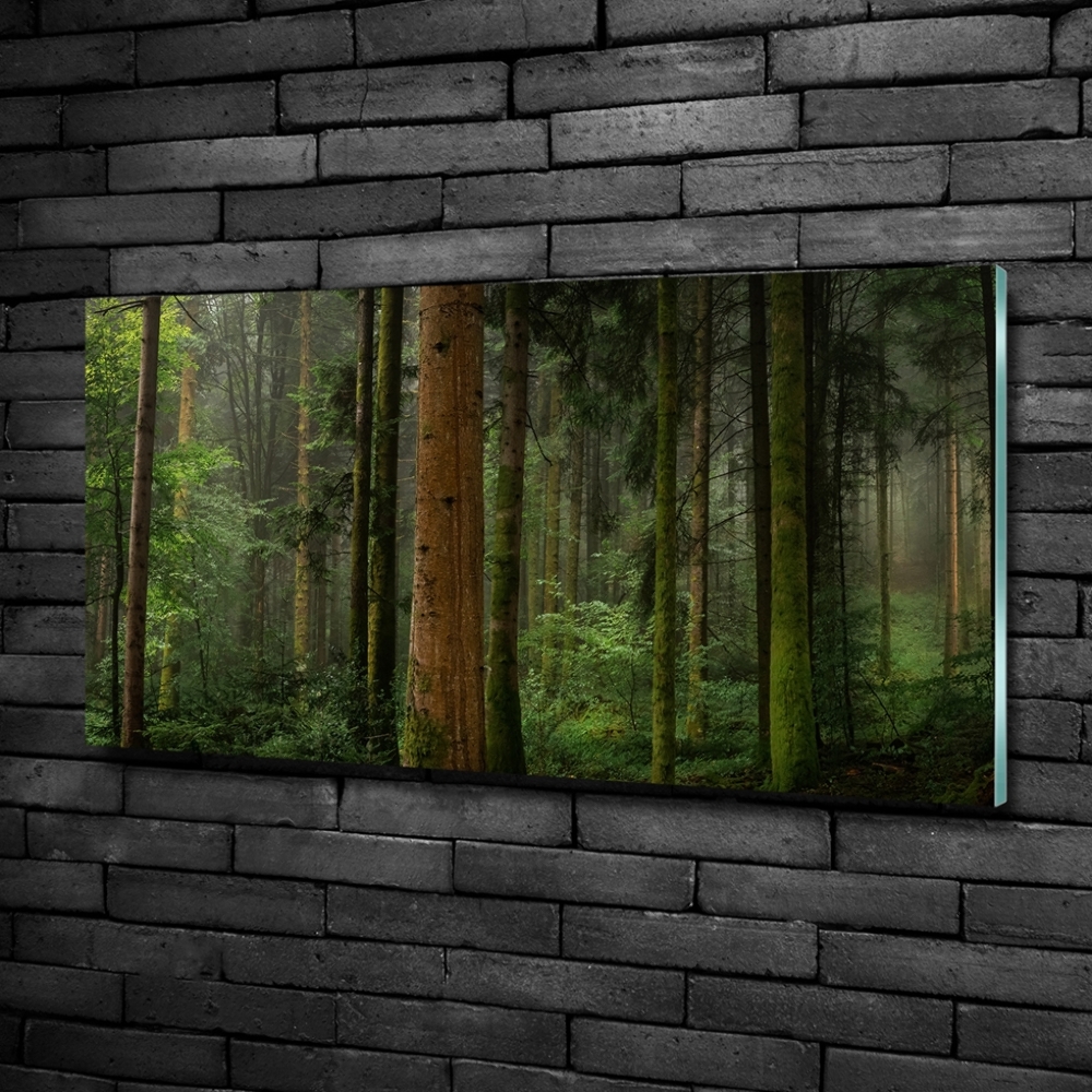 Photo printed on glass Fog in the forest