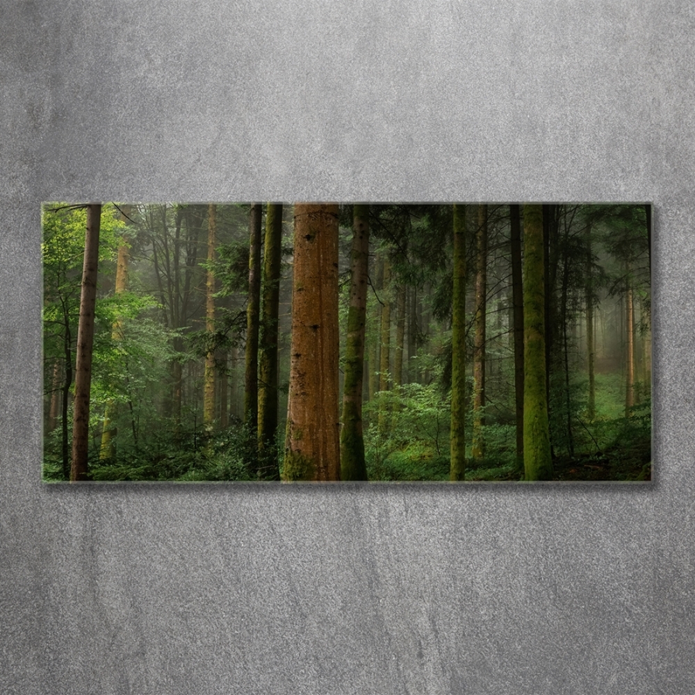 Photo printed on glass Fog in the forest