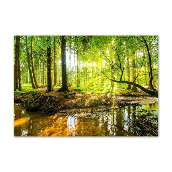 Glass picture wall art Pond in the forest