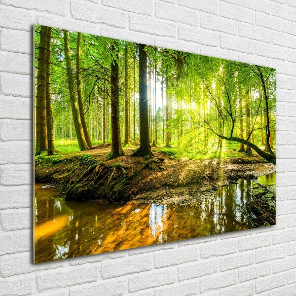 Glass picture wall art Pond in the forest