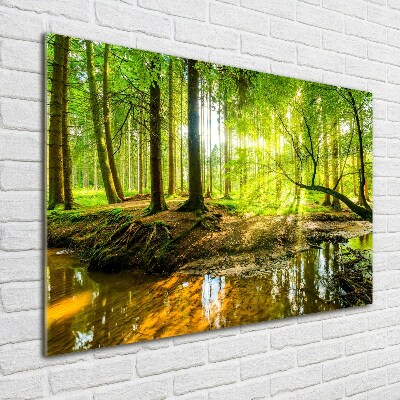 Glass picture wall art Pond in the forest