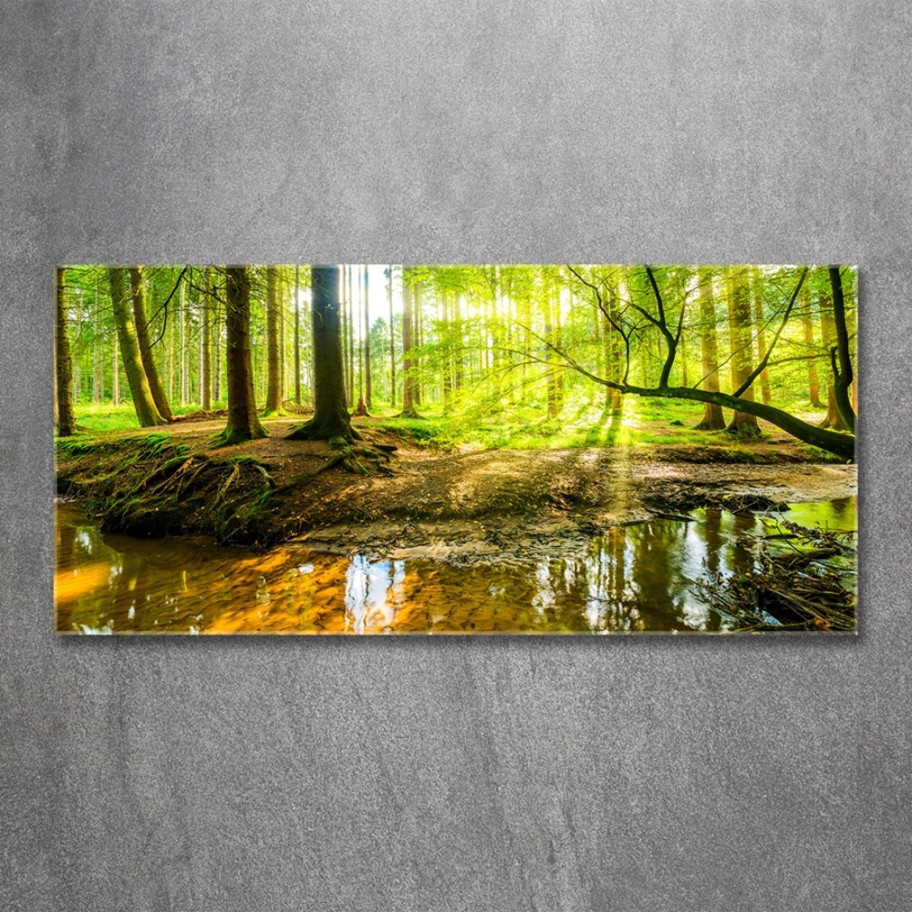 Glass picture wall art Pond in the forest