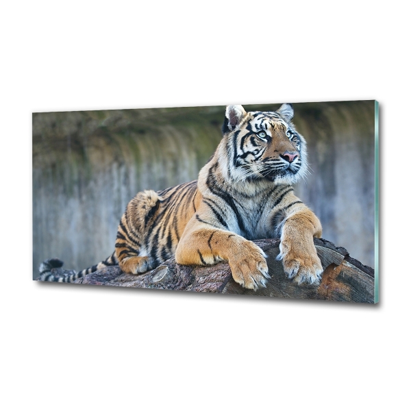 Glass wall art Tiger