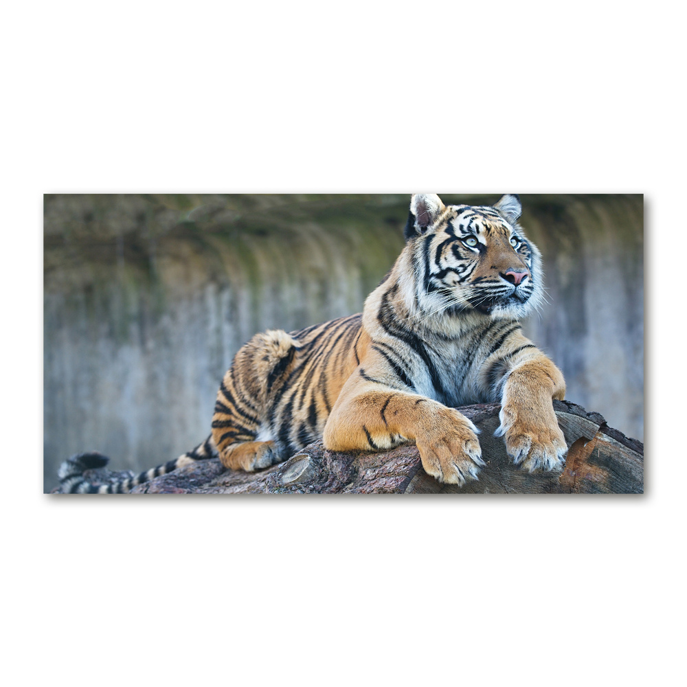 Glass wall art Tiger