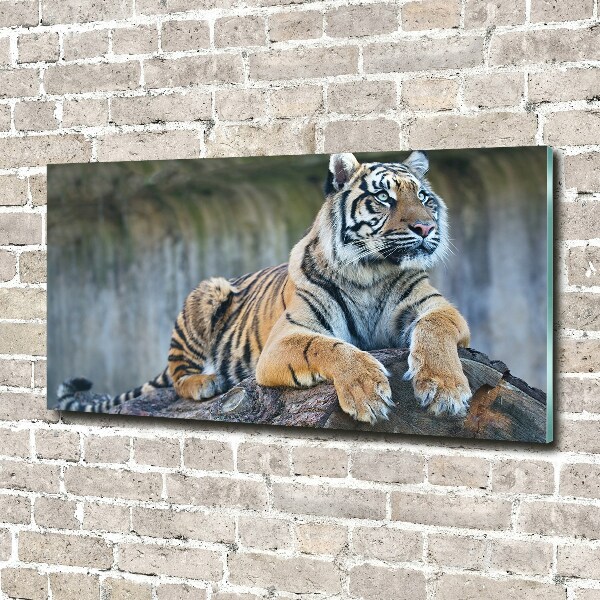 Glass wall art Tiger