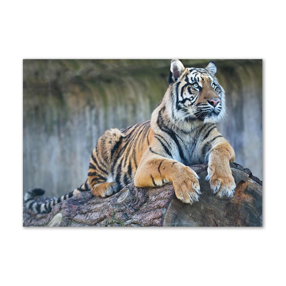 Glass wall art Tiger